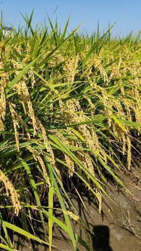 令和３年度 新米 ヒノヒカリ 玄米 30㎏