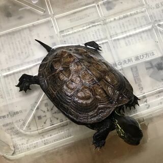 クサガメ　里親募集　良い方に引き取って頂きました