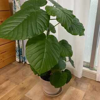 観葉植物（ウンベラータ）お譲りします