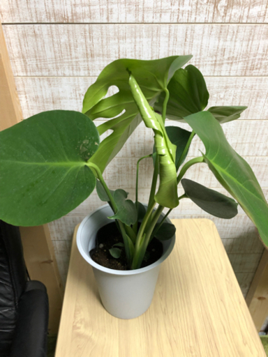 モンステラ観葉植物 Ugugug 粟津の生活雑貨の中古あげます 譲ります ジモティーで不用品の処分