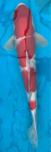 錦鯉 紅白 小千谷産 4歳 雄  体長64cm バランスの良い迫力◎ボディ＆赤色と白色の境目の桜色が美しいおすすめ個体です♪