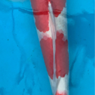 錦鯉 紅白 小千谷産 4歳 雄  体長64cm バランスの良い迫力◎ボディ＆赤色と白色の境目の桜色が美しいおすすめ個体です♪