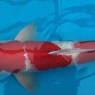 錦鯉 紅白 小千谷産 4歳 雄  体長64cm バランスの良い迫力◎ボディ＆赤色と白色の境目の桜色が美しいおすすめ個体です♪