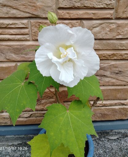 酔芙蓉 スイフヨウ の挿し木 しまお 北小金のその他の中古あげます 譲ります ジモティーで不用品の処分 酔芙蓉 スイフヨウ の挿し木 しまお 北小金のその他の中古あげます 譲ります ジモティーで不用品の処分