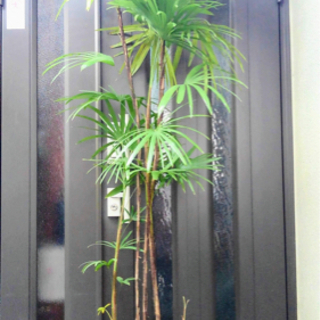 【ネット決済】☆彡棕櫚竹　シュロチク　5本立ち丈高　　観葉植物