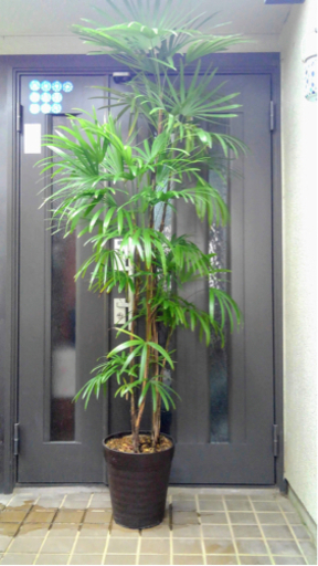 ☆彡棕櫚竹　シュロチク　6本立ち丈高　　観葉植物