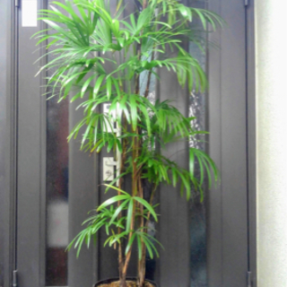【ネット決済】☆彡棕櫚竹　シュロチク　6本立ち丈高　　観葉植物