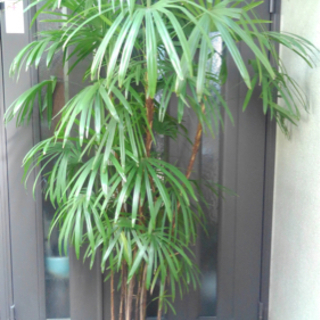 【ネット決済】☆彡 棕櫚竹（シュロチク）８本立ち丈高　　観葉植物