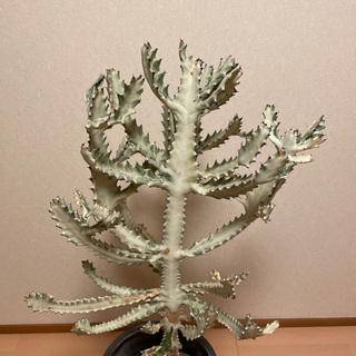 ユーフォルビア ホワイトゴースト 観葉植物