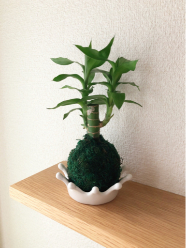 観葉植物　キングバンブー　苔玉仕様③　21cm　ナチュラルキッチンのおしゃれな受け皿付き