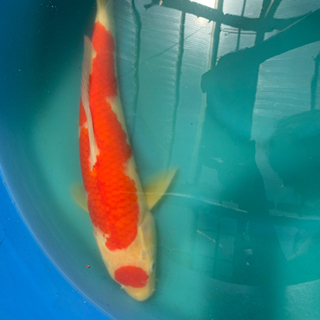 錦鯉【NISHIKI-GOI】KOI／ 紅白【KOUHAKU】／Red and White. ／ 新潟市