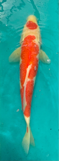 錦鯉【NISHIKI-GOI】KOI／ 紅白【KOUHAKU】／Red and White. ／ 新潟市【NIIGATA-CITY】／Born in 小千谷【OJIYA】／ 3才（3 years old） ／SIZE：40cm