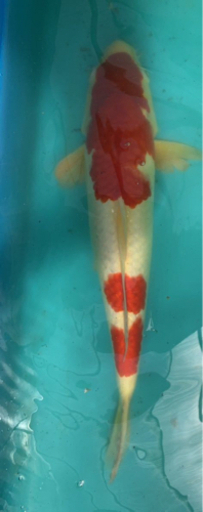 ●錦鯉【NISHIKI-GOI】KOI／ 紅白【KOUHAKU】／Red and White. ／ 新潟市【NIIGATA-CITY】／Born in 小千谷【OJIYA】／ 2才（2 years old） ／SIZE：35cm