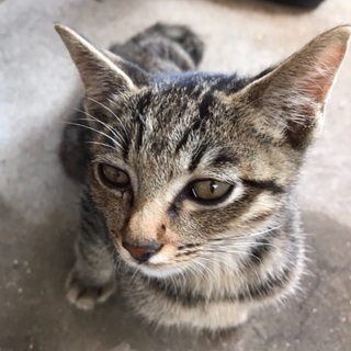 癒し系キャラの猫ちゃん − 岡山県