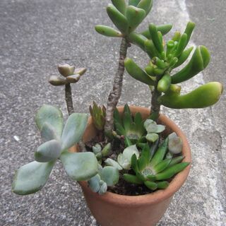 多肉植物差し上げます 1