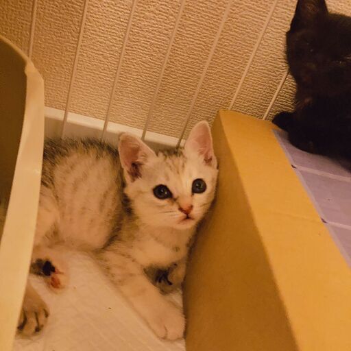 遊びたい盛りの元気なサバ白 北九州市 Sce 北九州の猫の里親募集 ジモティー