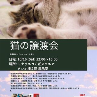 10月16日（土）猫の譲渡会を開催します（初回！）