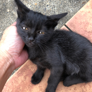 黒猫　カギ尻尾　3ヶ月