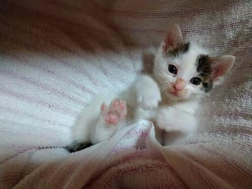 かわいい子猫の里親募集 現在白猫メス未確定 にゃんころ 会津若松の猫の里親募集 ジモティー