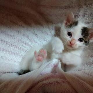 かわいい子猫の里親募集【現在白猫メス未確定】