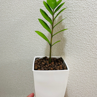 観葉植物 ザミオクルカス 室内 植物