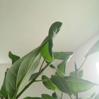 観葉植物に詳しい方