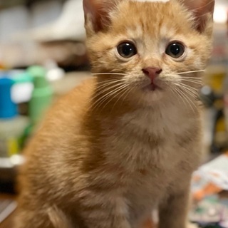 生後1ヶ月程の茶トラ子猫。里親さんを募集しています。