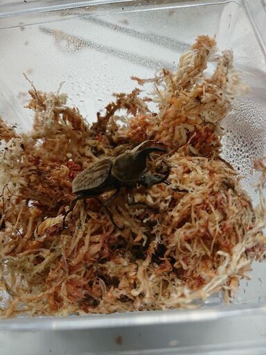 グランディスヒナ(コフキ)カブトペア