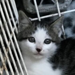 子猫1.5ヵ月キジ白