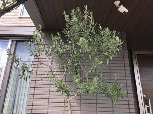 大特価】オリーブ特大苗（シプレッシーノ）¥12000で売ります