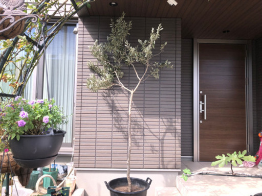 オリーブ特大苗（シプレッシーノ）を¥12000→9999円で売ります。