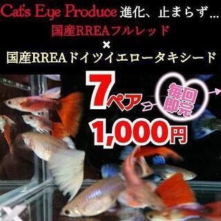 【完売御礼(*ˊ˘ˋ*)♡】【Cat’s Eye Produce...