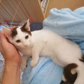 【生後3か月】かわいい太郎くん💛💛💛 - 猫