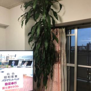 観葉植物　幸福の木　約2メートル