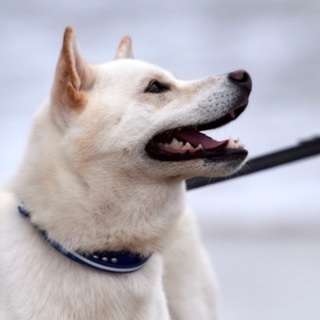 迷い犬　探して下さい