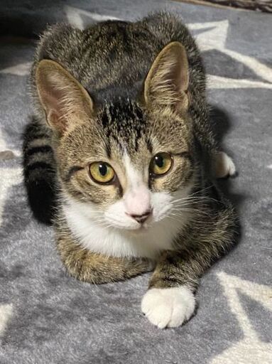 靴下猫のキジ白君 くーたん 熊谷の猫の里親募集 ジモティー
