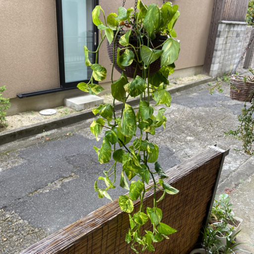 家に飾れる植物 (ヴェル) 京都の家具の中古あげます・譲ります 