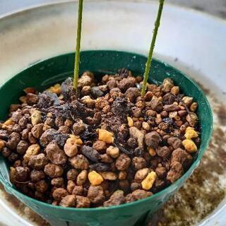 リュウガン(ロンガン)苗 その他苗