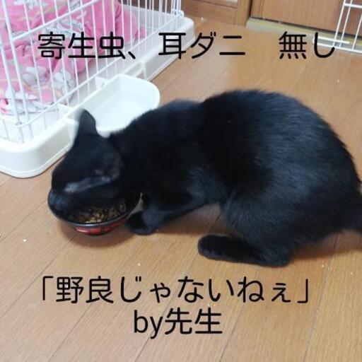 生後半年くらいの黒猫 メス のりこ 善通寺の猫の里親募集 ジモティー