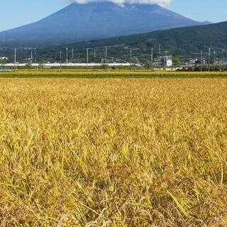 生産農家直送美味しい静岡コシヒカリ令和５年度新米格安販売