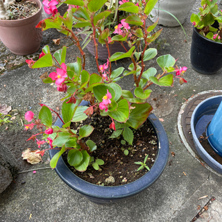 鉢植え　花