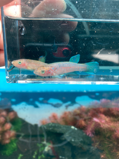 熱帯魚入荷！国産グッピーオススメ