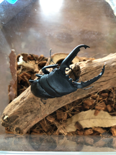 パラワンオオヒラタクワガタ　ペア