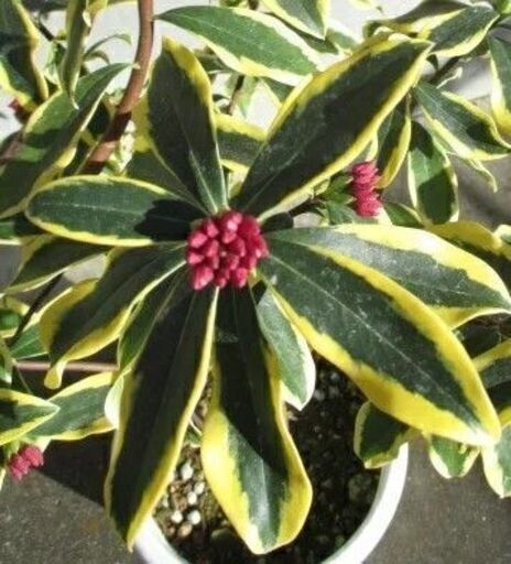 大覆輪沈丁花前島と沈丁花 夏坊主の2鉢で ここあ3 吉見ノ里のその他の中古あげます 譲ります ジモティーで不用品の処分