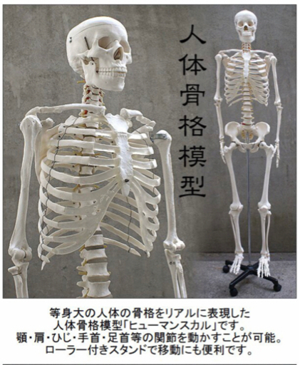 等身大の人体の骨格をリアルに表現！人体骨格模型 約166cm