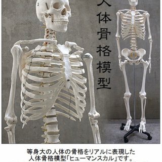 等身大の人体の骨格をリアルに表現！人体骨格模型 約166cm