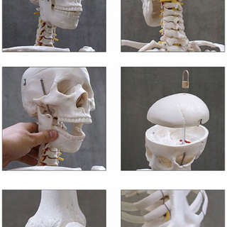 等身大の人体の骨格をリアルに表現！人体骨格模型 約166cm