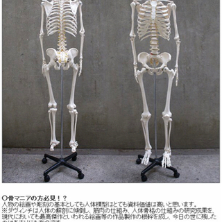 受け渡し予定者決定】骨模型のセット