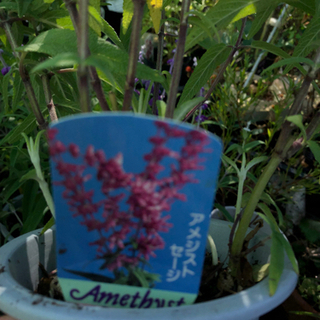 中古アメジストセージが無料 格安で買える ジモティー