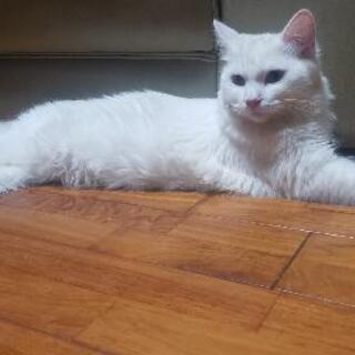 綺麗な長毛の白猫